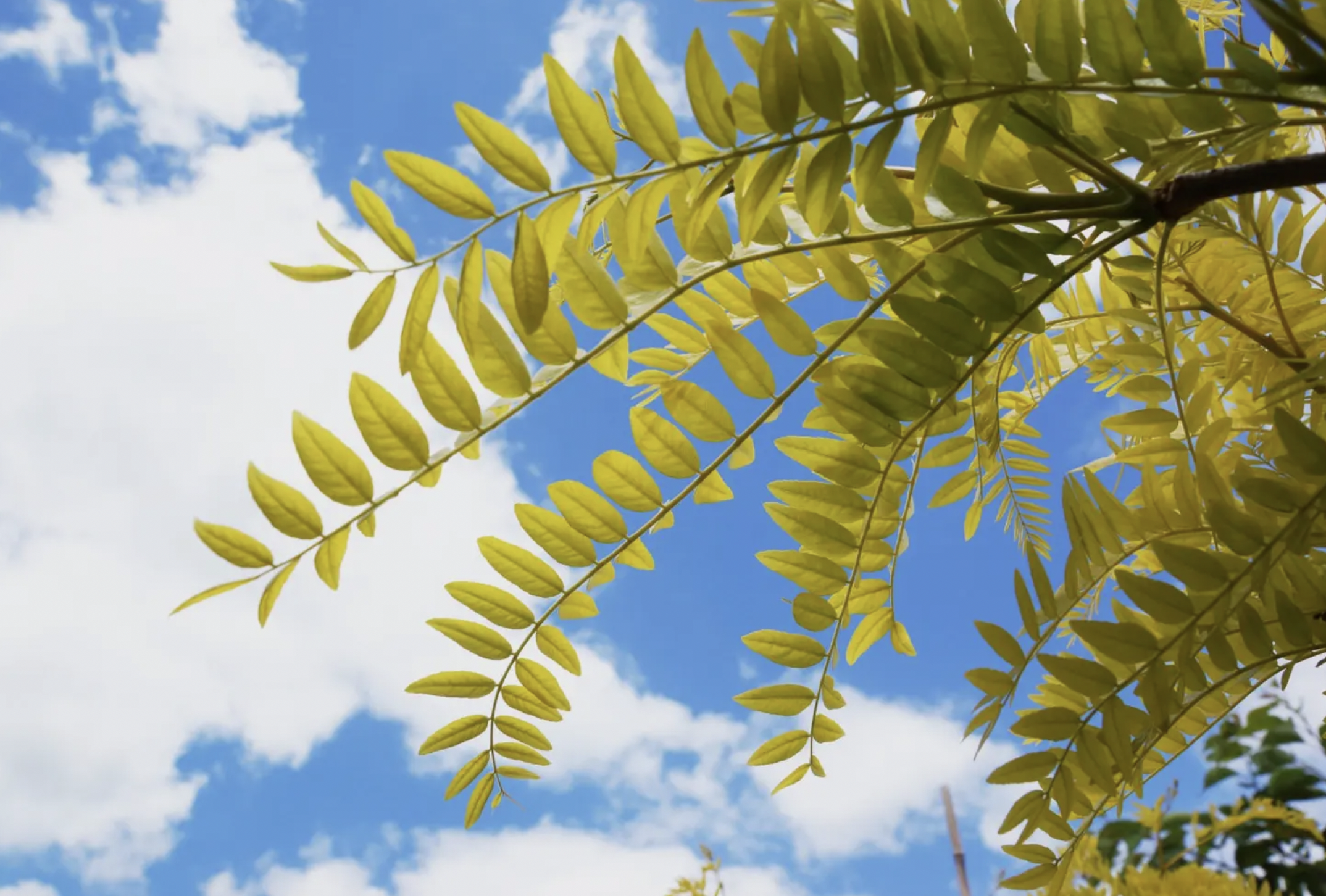 Gleditsia.png