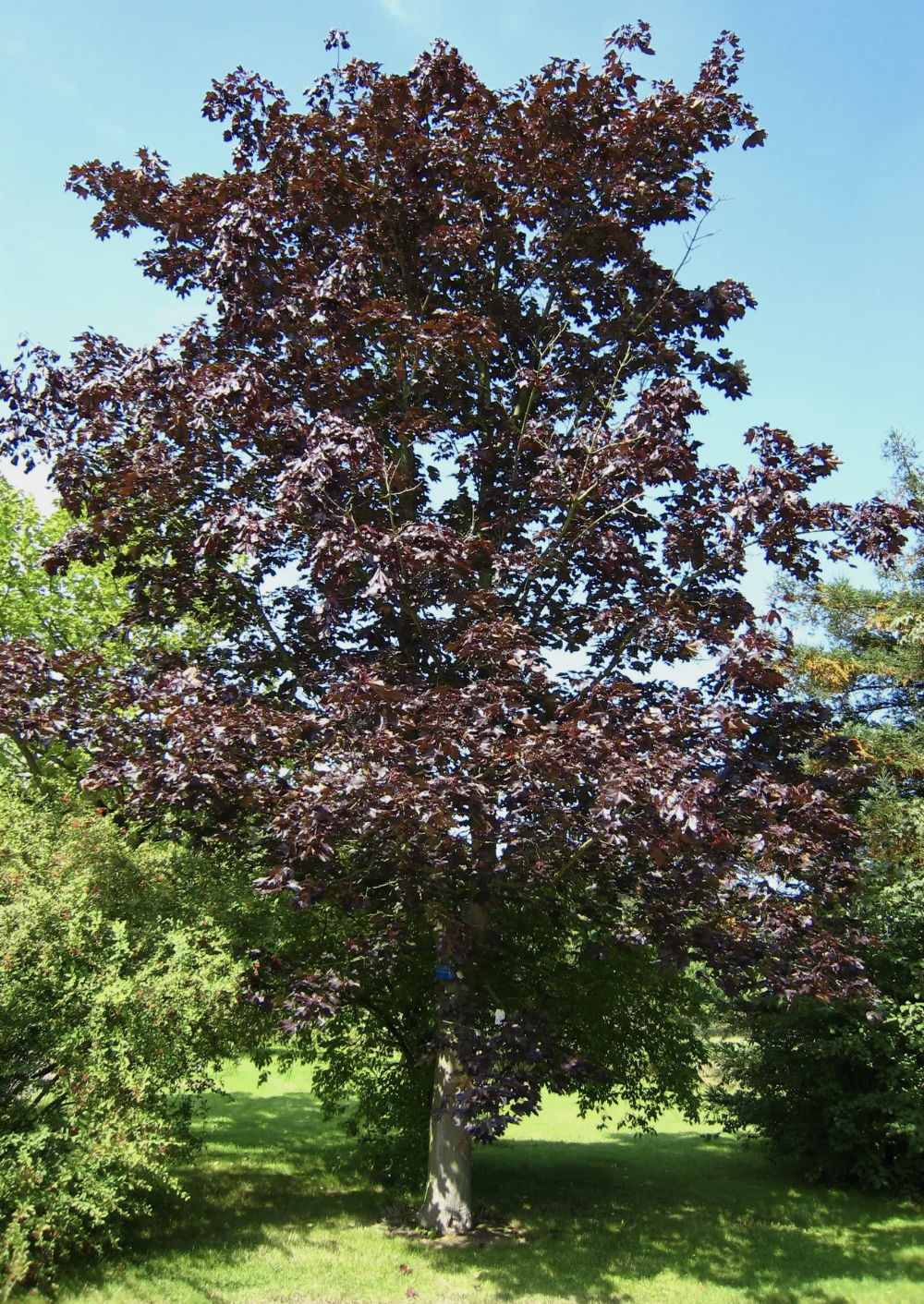 ACER PLATANOIDIES NIG.png