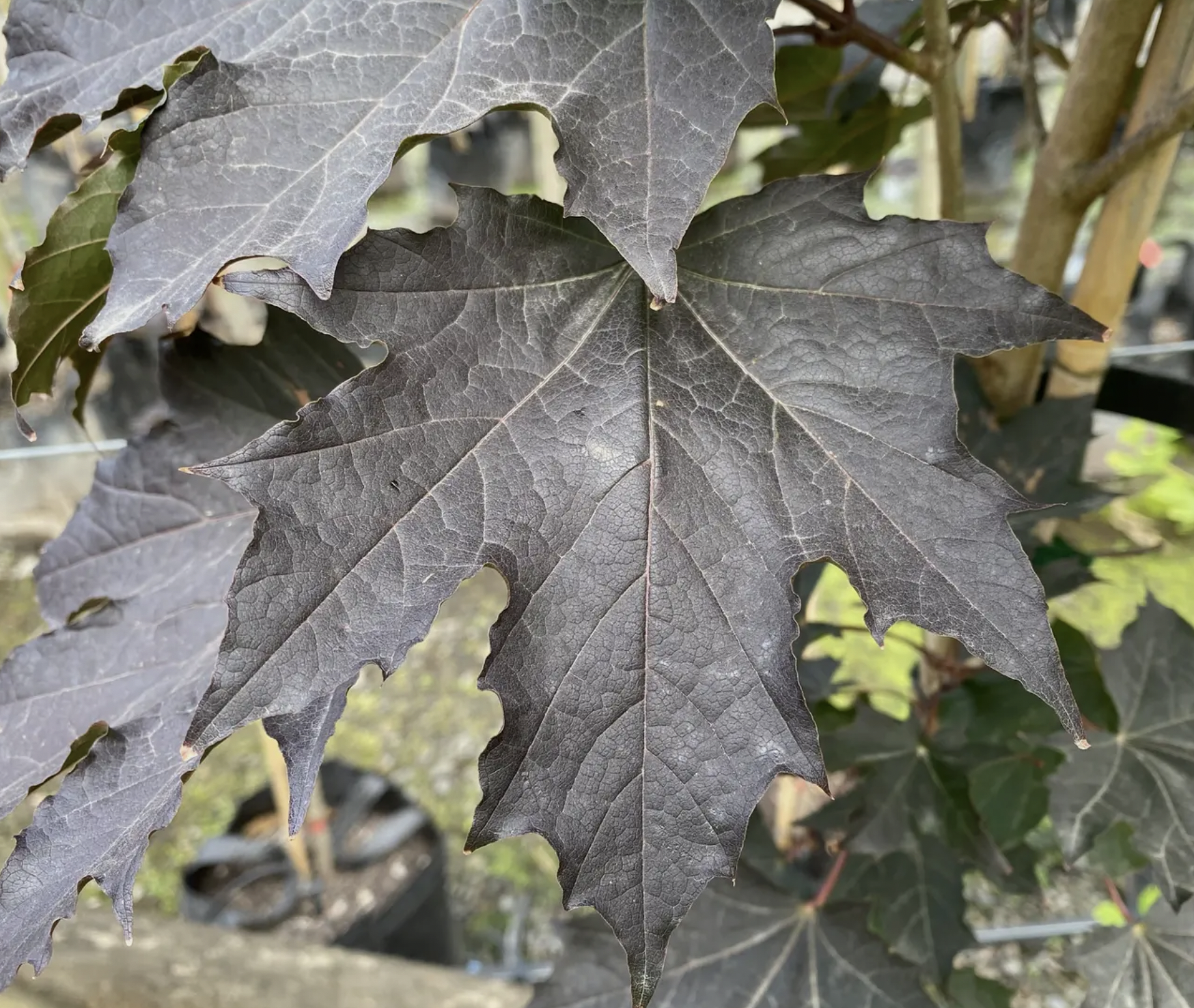 Acer platanoides nig 2.png