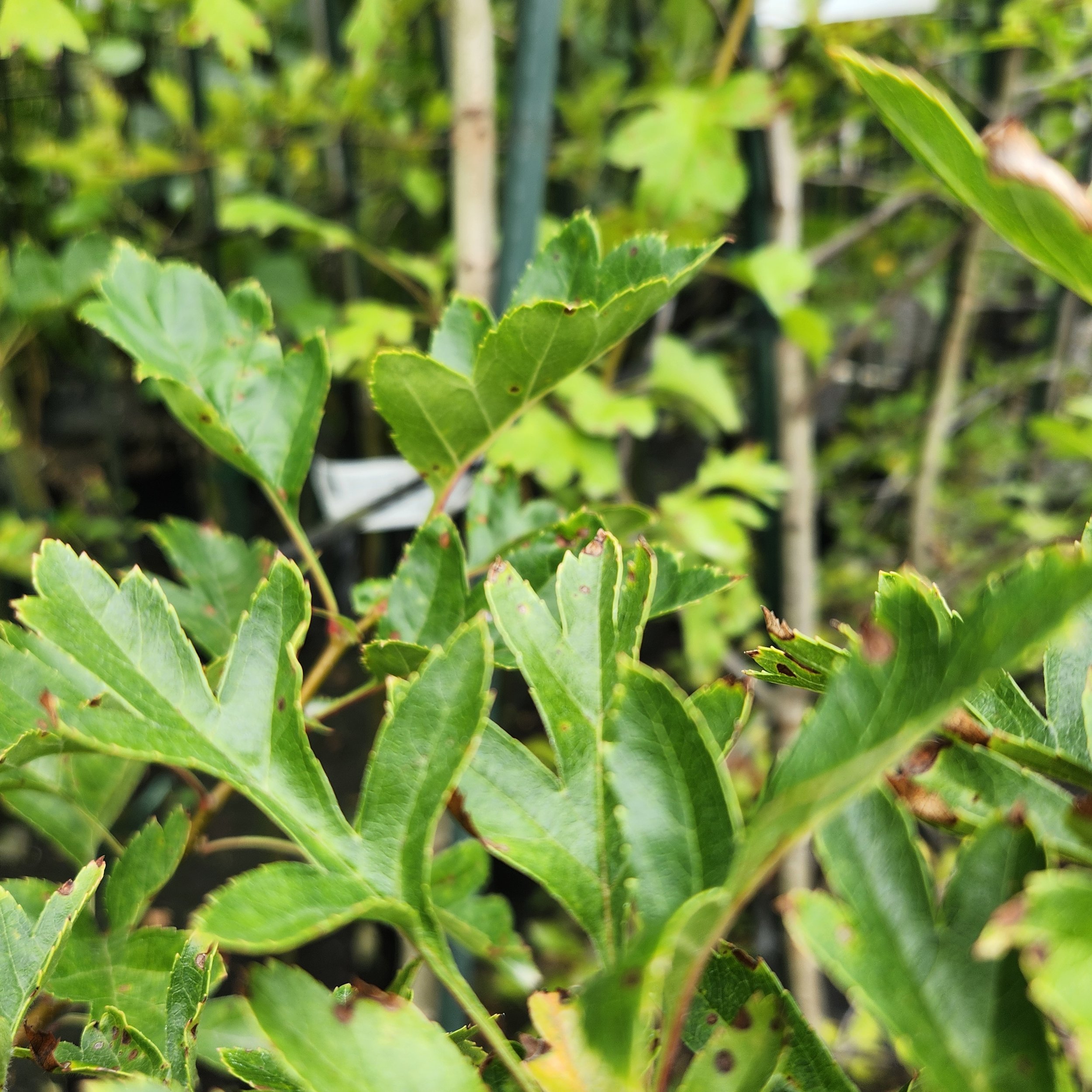 Crataegus pinnatifida (Chinese Hawthorn)