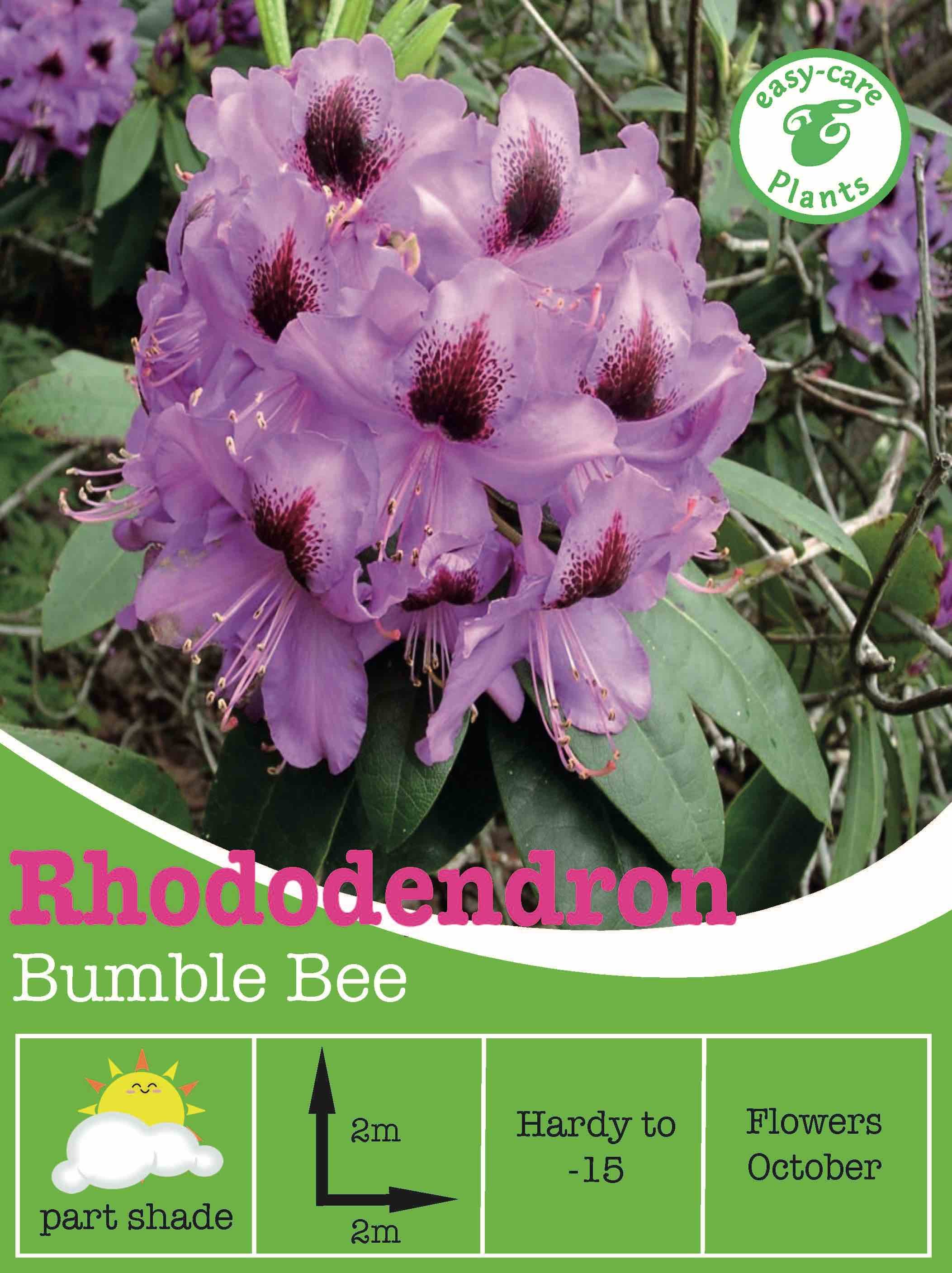 Rhododendron 'Bumble Bee'