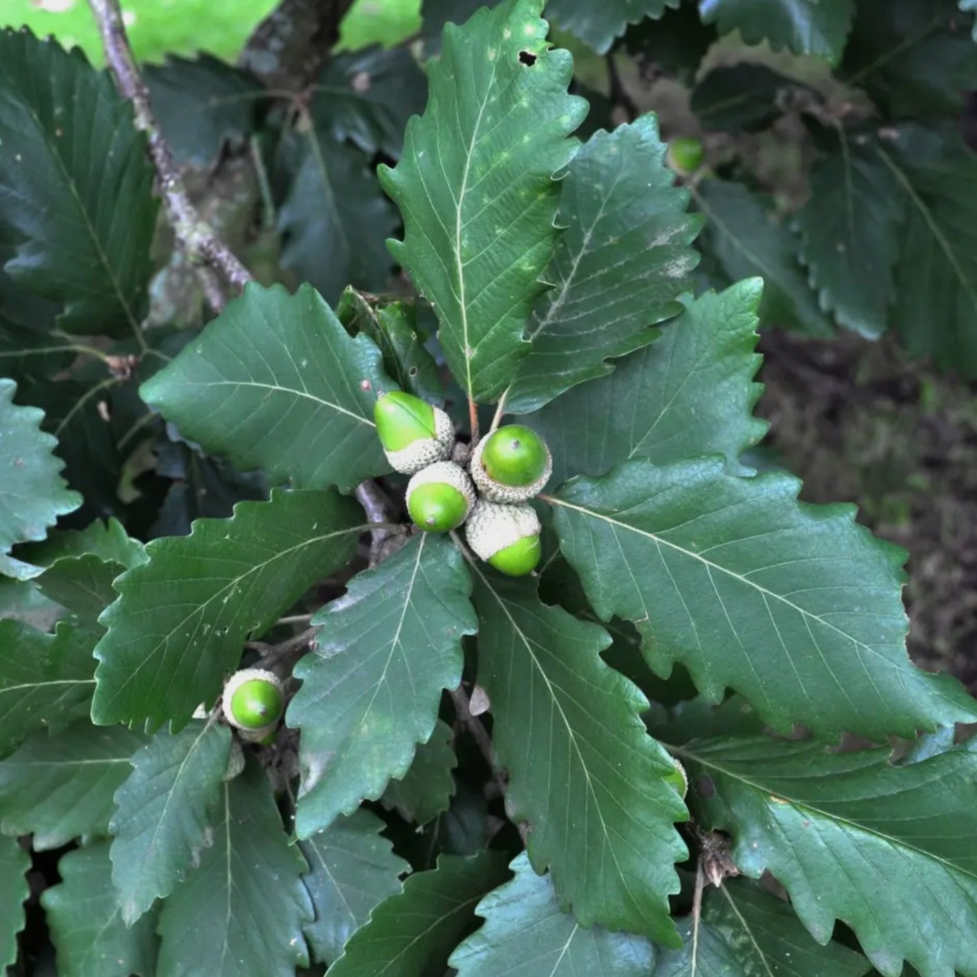 Quercus+canariensis+.jpg