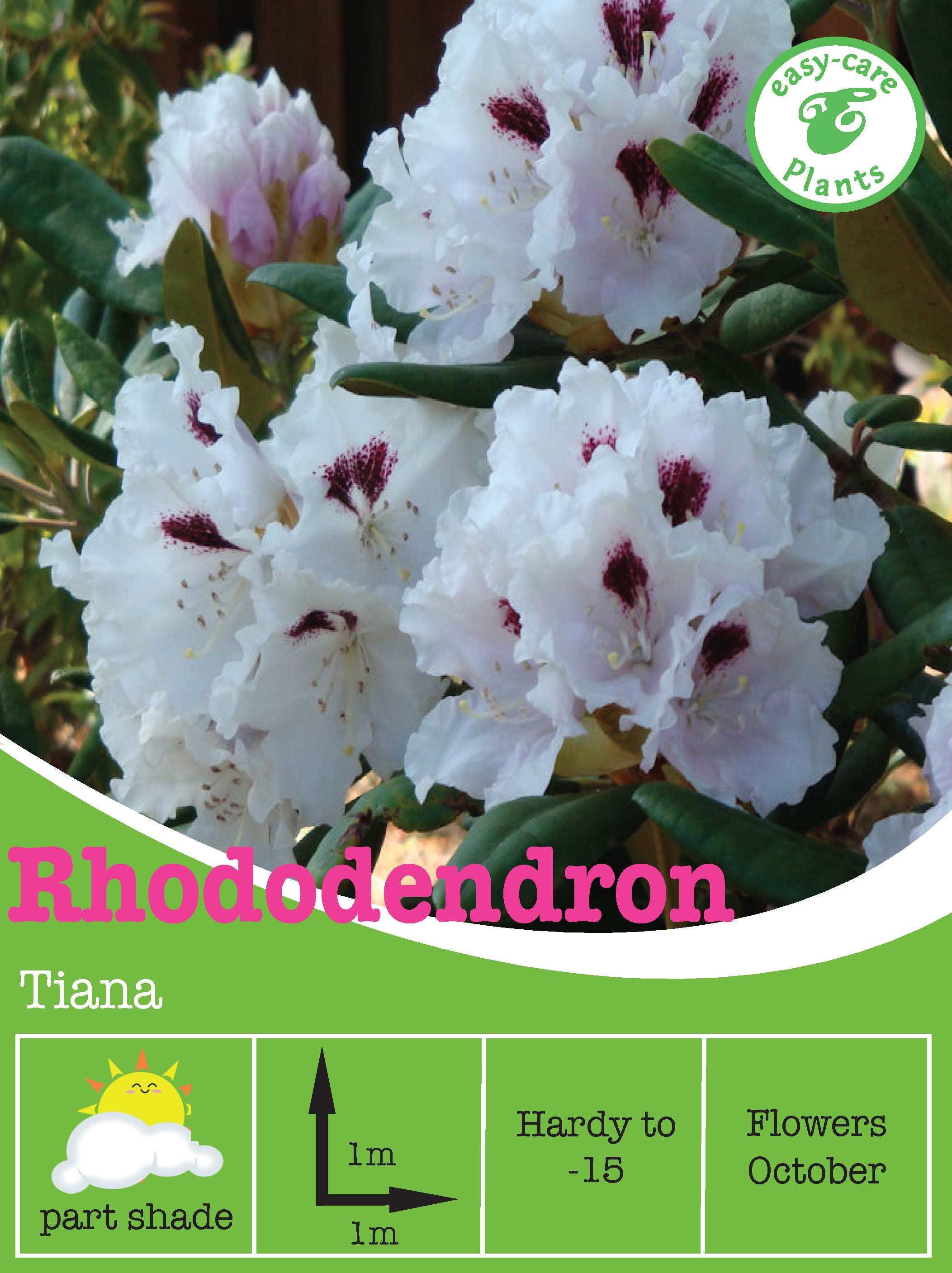Rhododendron 'Tiana'