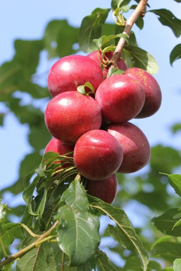 Plum 'Hawera'