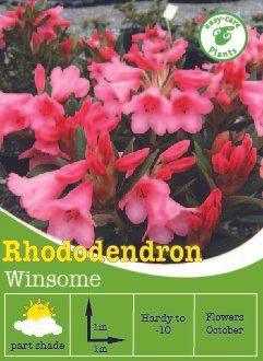 Rhododendron Winsome