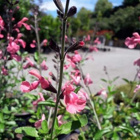 Salvia 'Greggii'