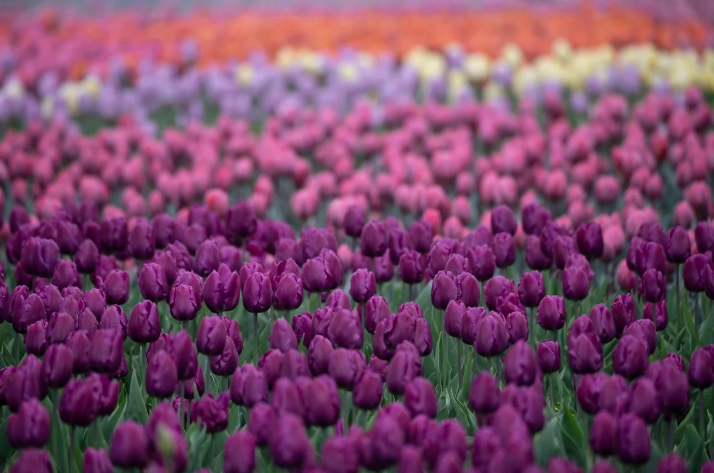 It&rsquo;s a beautiful weekend to visit @cdntulipfest! 🌷😍☀️

Check out the amazing displays of blooms in Commissioners Park and around the capital until May 28th🌷🌷🌷

Full festival guide 👉 link in bio

#Ottawa #DiscoverON #ExploreCanada #tulips 