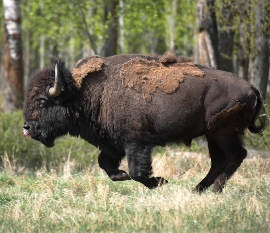 Spring is a great time of year to visit Elk Island National Park! 🦬 

Not only do you avoid summer crowds, but you&rsquo;ll see the unique process of bison shedding their winter coats in preparation for the summer season. 

Bisons shed their coats i