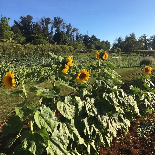 Even when our world feels simultaneously tumultuous, uncertain, and ripe for the change so desperately needed in our world, the sunflowers still bloom 🌻🌻🌻
We have been reflecting upon how we can show up in better ways to be community leaders and a