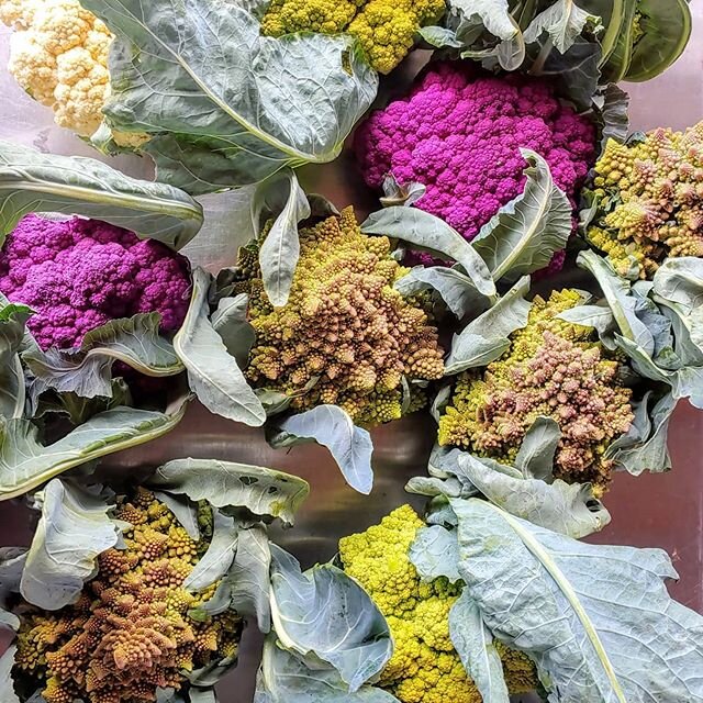 These are popping off for us! Honestly nothing is more satisfying to me in farming than harvesting these beautiful heads after many months of cultivating and nurturing these plants. Very happy with this springd cauliflower harvests! Punta verde = win