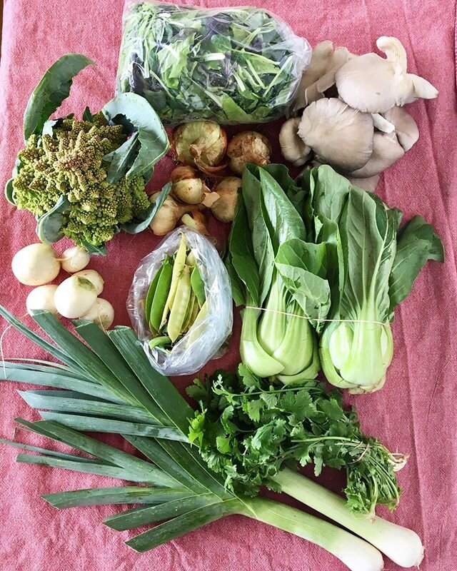 CSA goodness 🧅🥦🥬
We&rsquo;ve been so enjoying providing weekly produce deliveries to our community! Last Friday&rsquo;s delivery included:
~Salad greens mix ~oyster mushrooms ~snap peas ~Pac Chou ~onions ~cilantro ~leeks
~hakurei salad turnips ~Ro