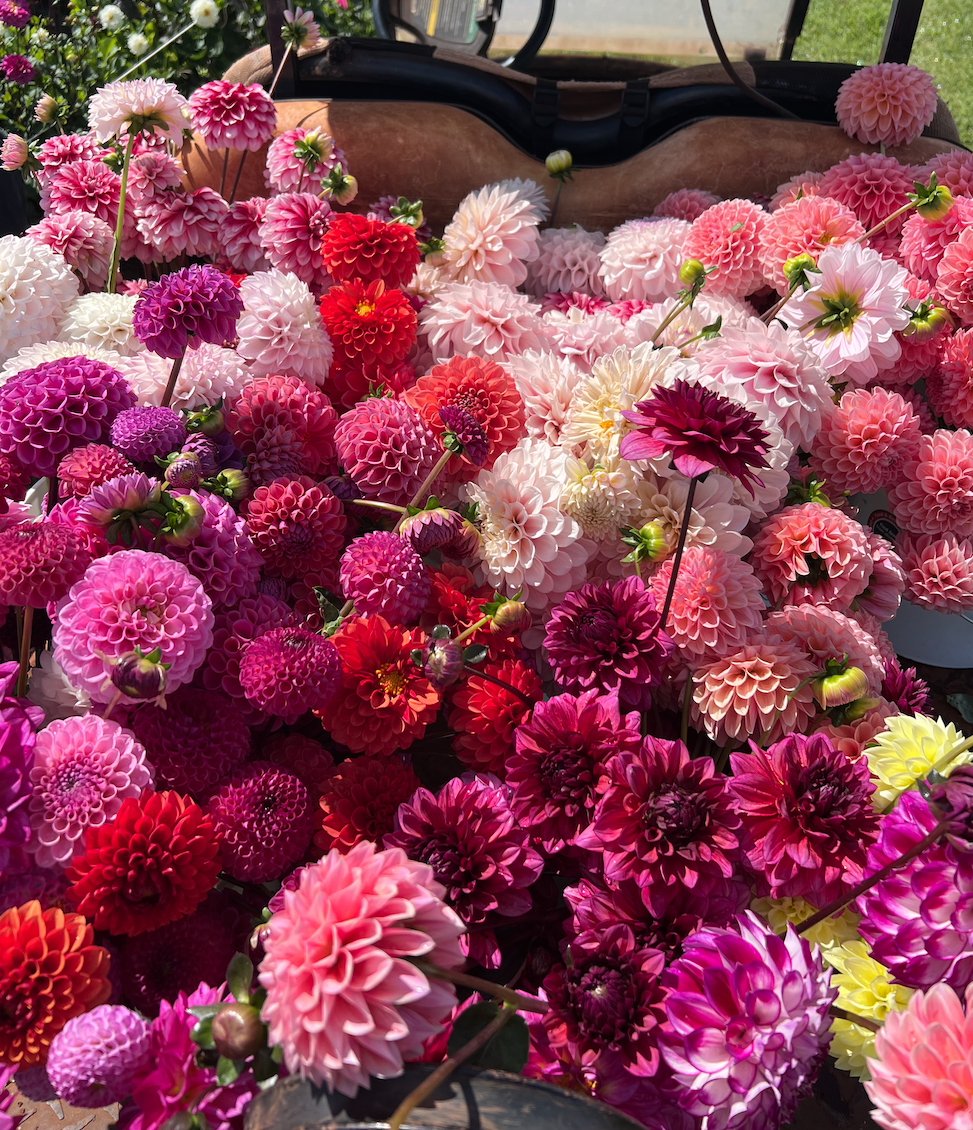 Decadence &amp; Impermanence: A Flower Essay