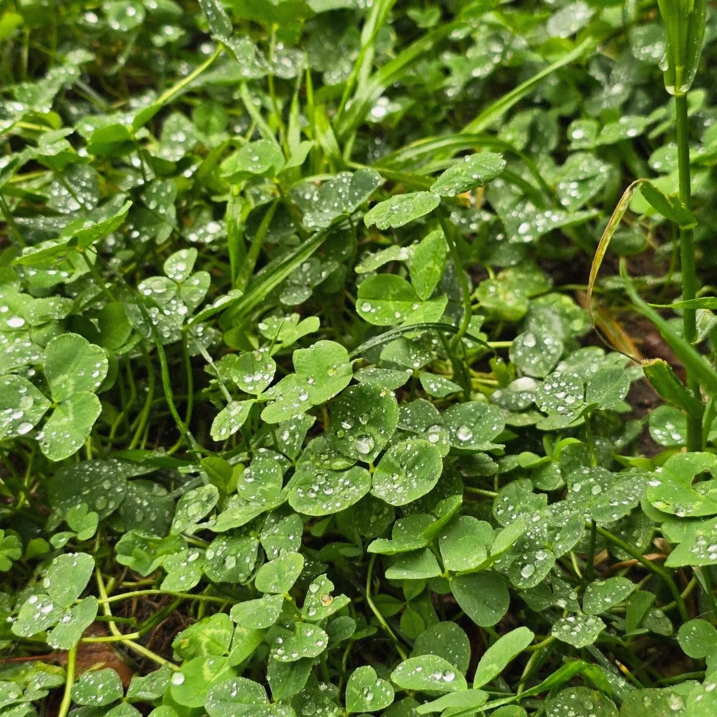 I hope you had a cozy weekend and enjoyed the sound of fall rain 🍂🌧️. As the seasons shift, life can feel heavier too - and you don’t have to carry that weight alone. Therapy can be a space for support, healing, and steadier days ahead. ☘️
I