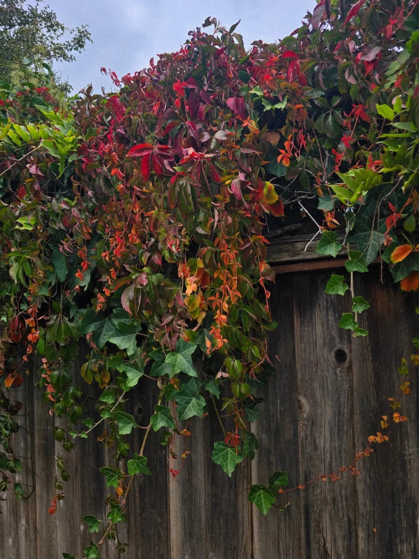 ✨Happy last day of September!✨
A new month is the perfect reminder that change is possible, growth is ongoing, and you don’t have to navigate it alone. If you’ve been considering therapy, this might be your sign to start. 💙
I offer virt