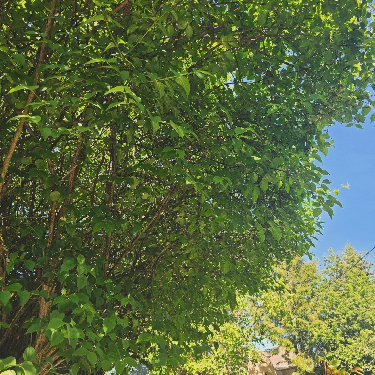 Warm weather, softer edges ☀️
Here&rsquo;s to lighter moods, brighter days, and taking care of yourself along the way 💛 

--

therapy, online therapy, virtual therapy, washington therapist, wa therapist, washington state therapy, private practice th