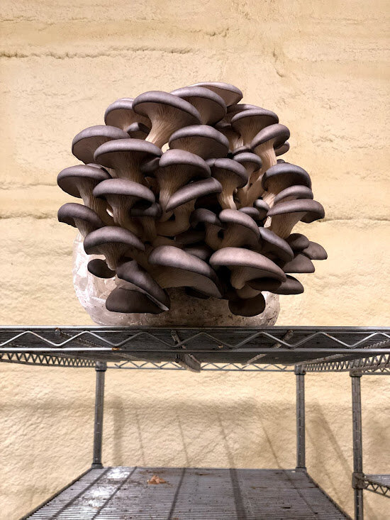 Blue Oyster Grow Kit