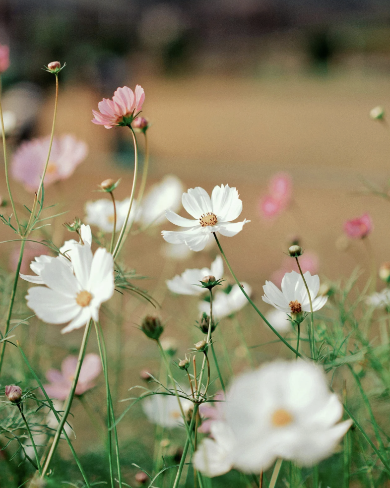 Rooted in Hope: Reclaiming Empowerment This Spring