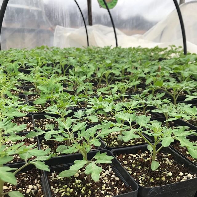 We&rsquo;ve never potted up our tomatoes before, and this feels like a small victory. These tomatoes are so happy and vigorous! And their reminder of summer sun is welcome on a grey spring day. 🌞