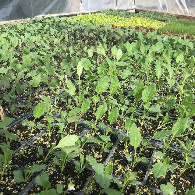 Moved these future cabbages, lettuce and broccoli out to get used to the elements before transplanting in a week. Things are starting to roll! 🌞