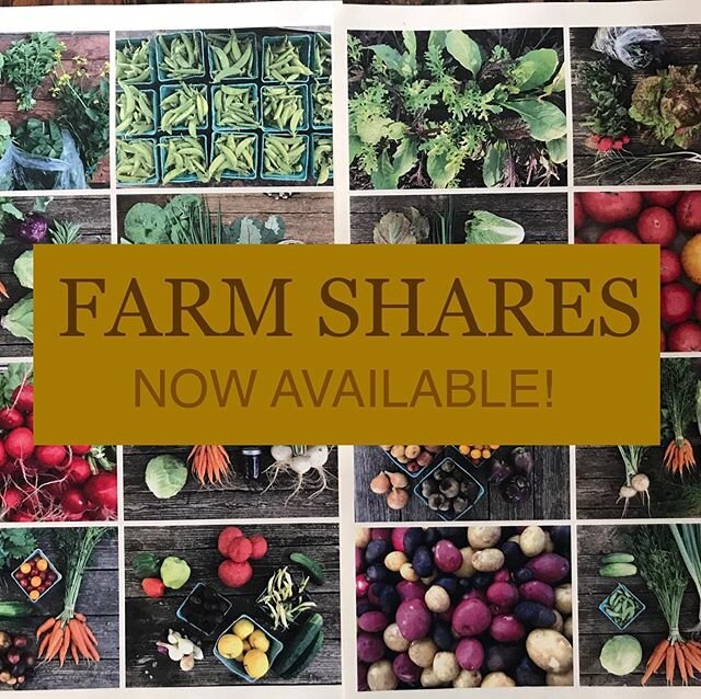 Come join our CSA!
..
We call our CSA (Community Supported Agriculture) a Farm Share because by signing on with us, you become part of our Farm for the season! Not only is our Farm Share a great way to connect to the seasons, eat locally and support 