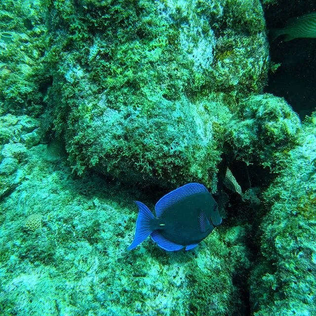 2020 is off to a great start, my first #scuba dive of the year was on new years day in #curacao - so beautiful. .
.
#atx #photographer #fish #underwater #picoftheday #photographersofinstagram #scubadiver @paditravel @paditv @diveworldaustin #googlepi