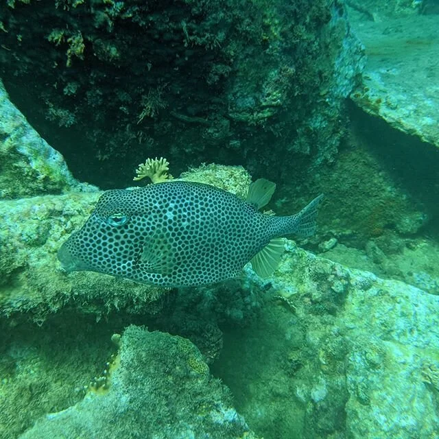Saw some beautiful #fish when #diving in #aruba - saw some awesome #shipwrecks also. I've gotta dive there more. .
#atx #photographer #fish #underwater #picoftheday #photographersofinstagram #scubadiver @paditravel @paditv @diveworldaustin #googlepix