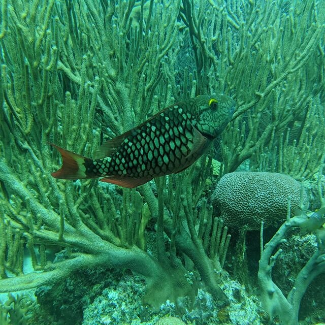 I miss #scubadiving in #bonaire - it seriously was some of the best #diving I've done to date. I must go back. You can see more of my #underwaterphotography on my #blog just mash that #linkinbio.
.
#atx #photographer #fish #underwater #picoftheday #p