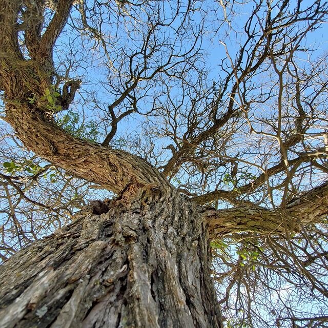 I love discovering beautiful things just by looking up - #tree #atx #sky #samsunggalaxy