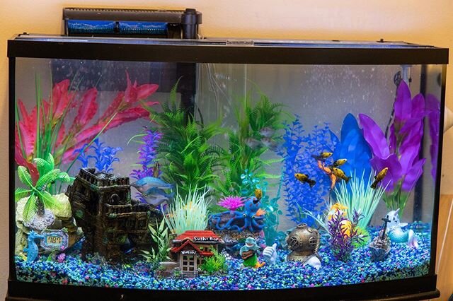 Did some much needed TLC on my #aquarium with my bestie &mdash; loving the new layout!! #fishofinstagram #mollyfish #tropicalfishtank #atx #canoneosr #notshotoniphone