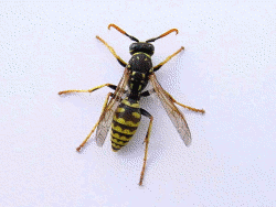Wasps.gif