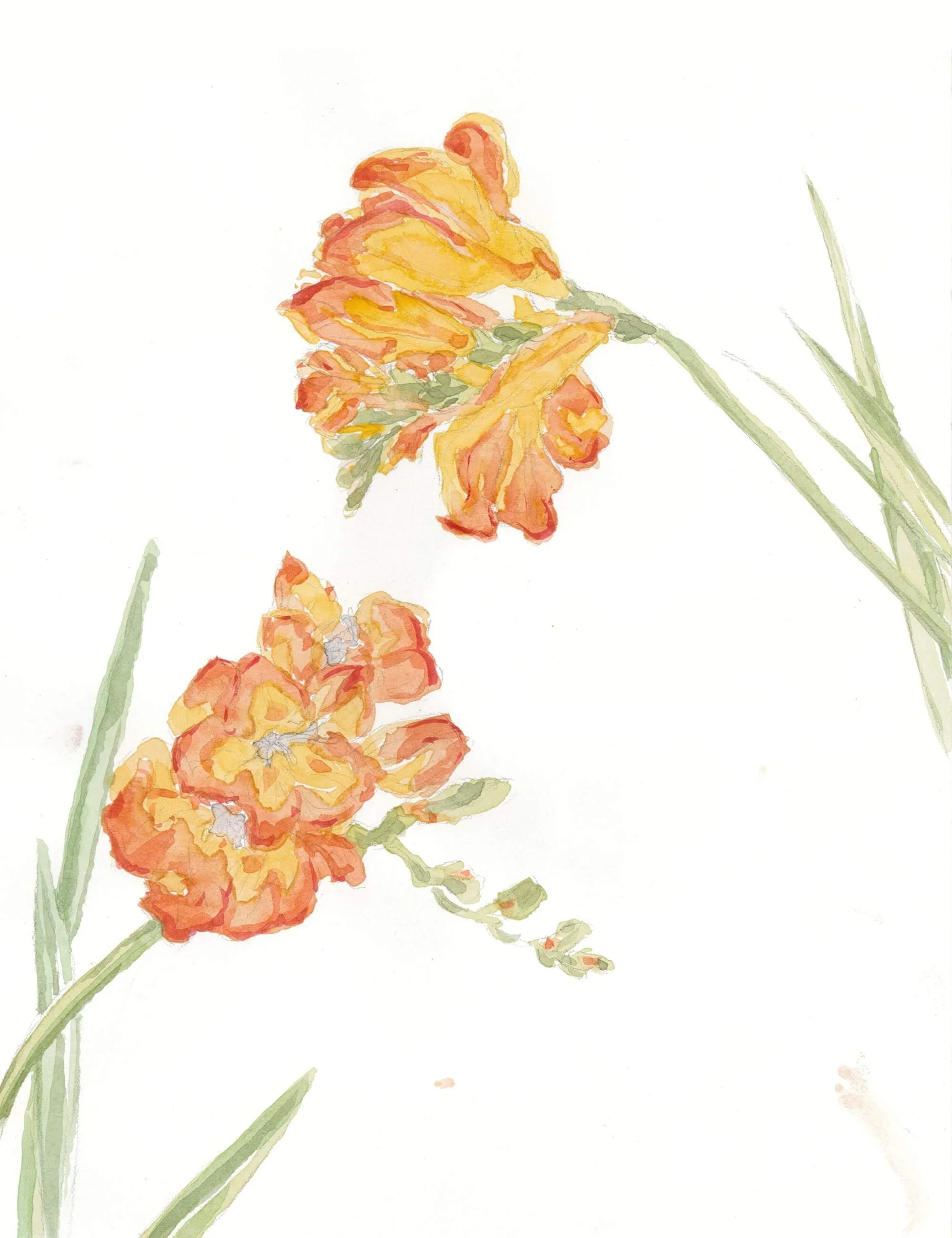 Red Flowers.jpg