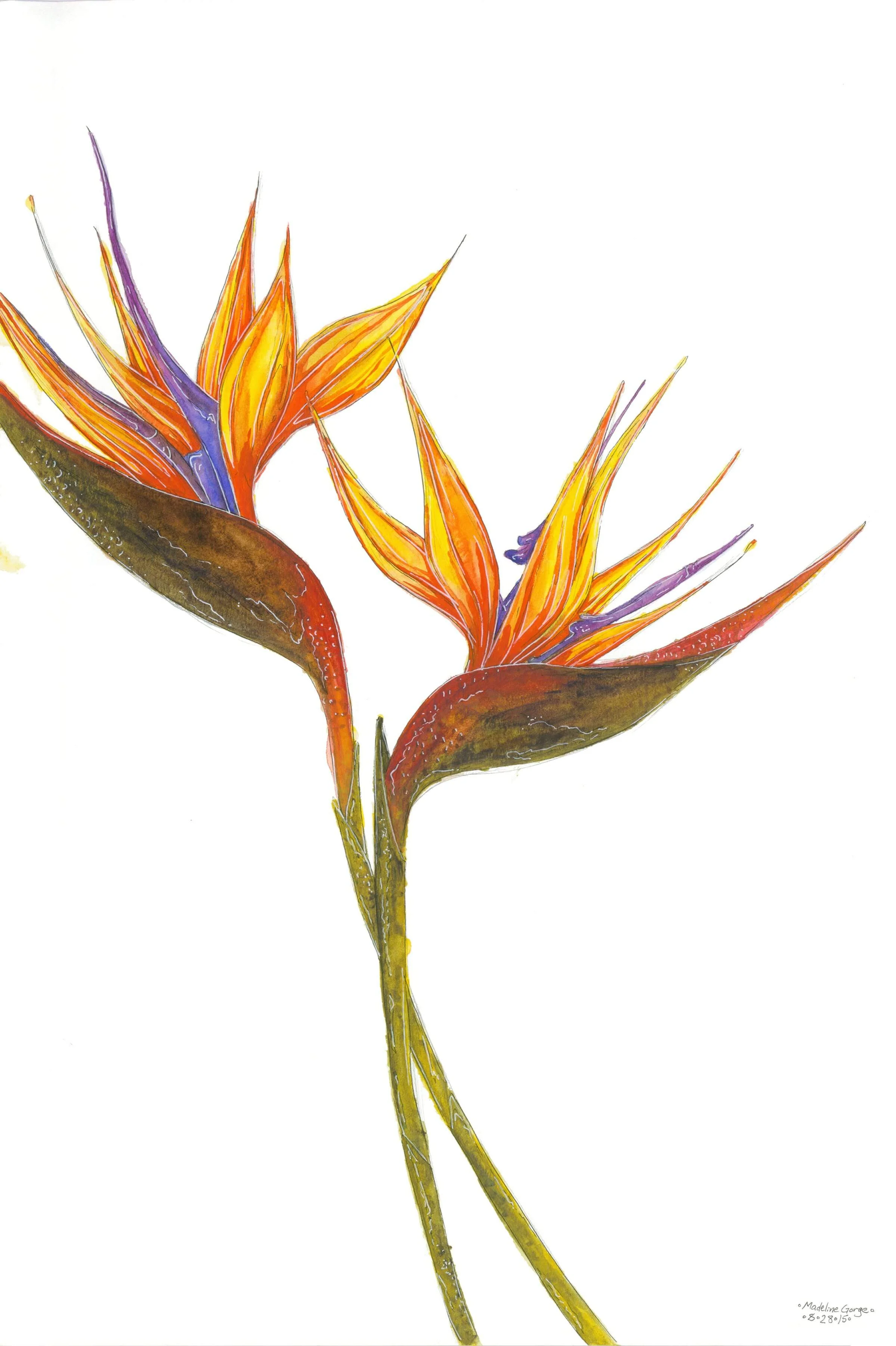 Two Birds of Paradise.jpg