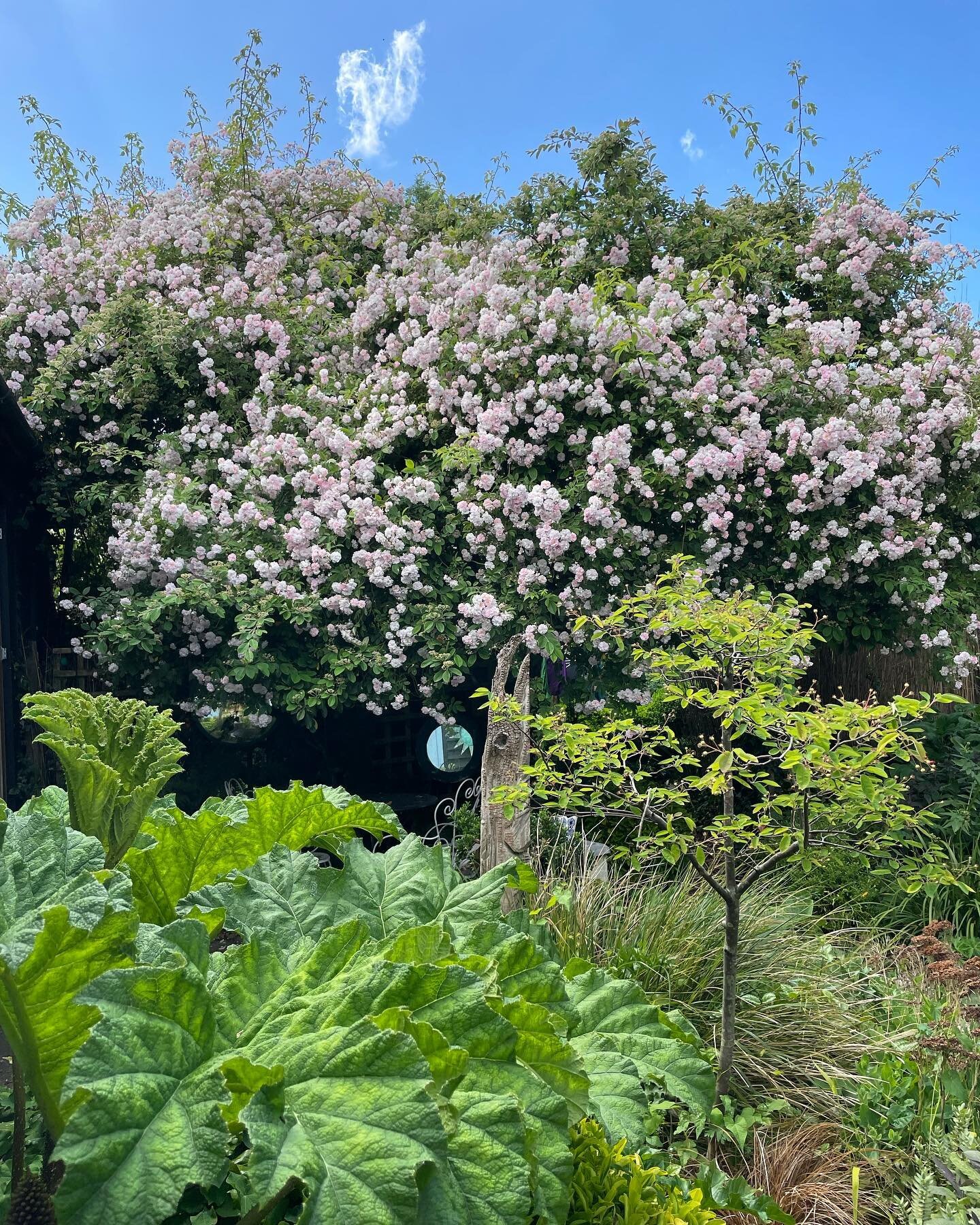 Our Paul&rsquo;s Himalayan musk looking good.
#paul&rsquo;shimalayanmusk #climbingrose #garden #heavenonearth