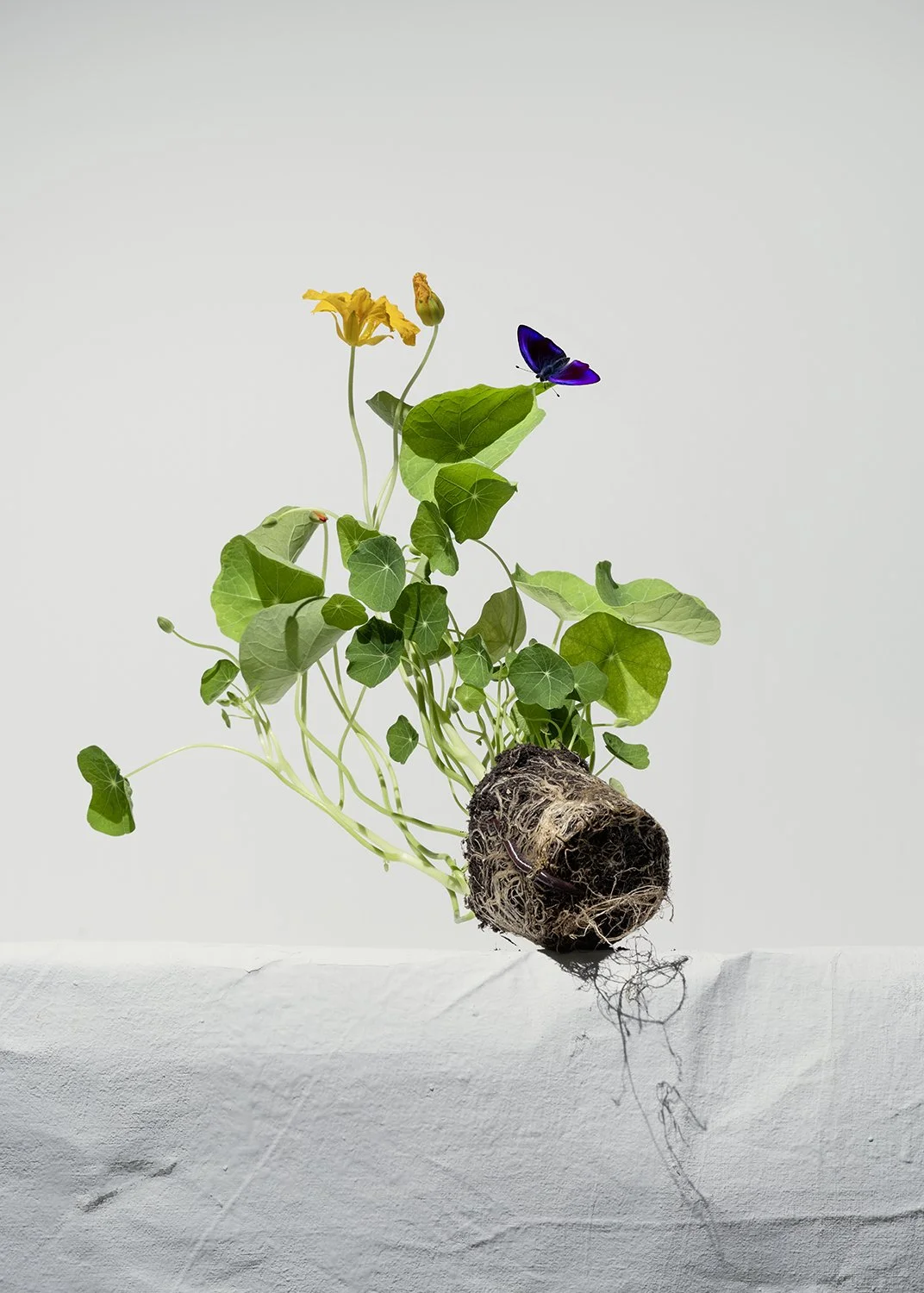 Biodiversity