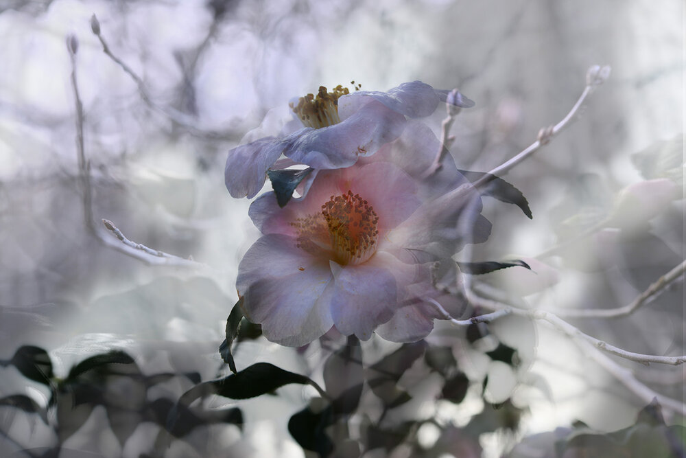 Deborah Baker - Item 3 - Camellias.jpg