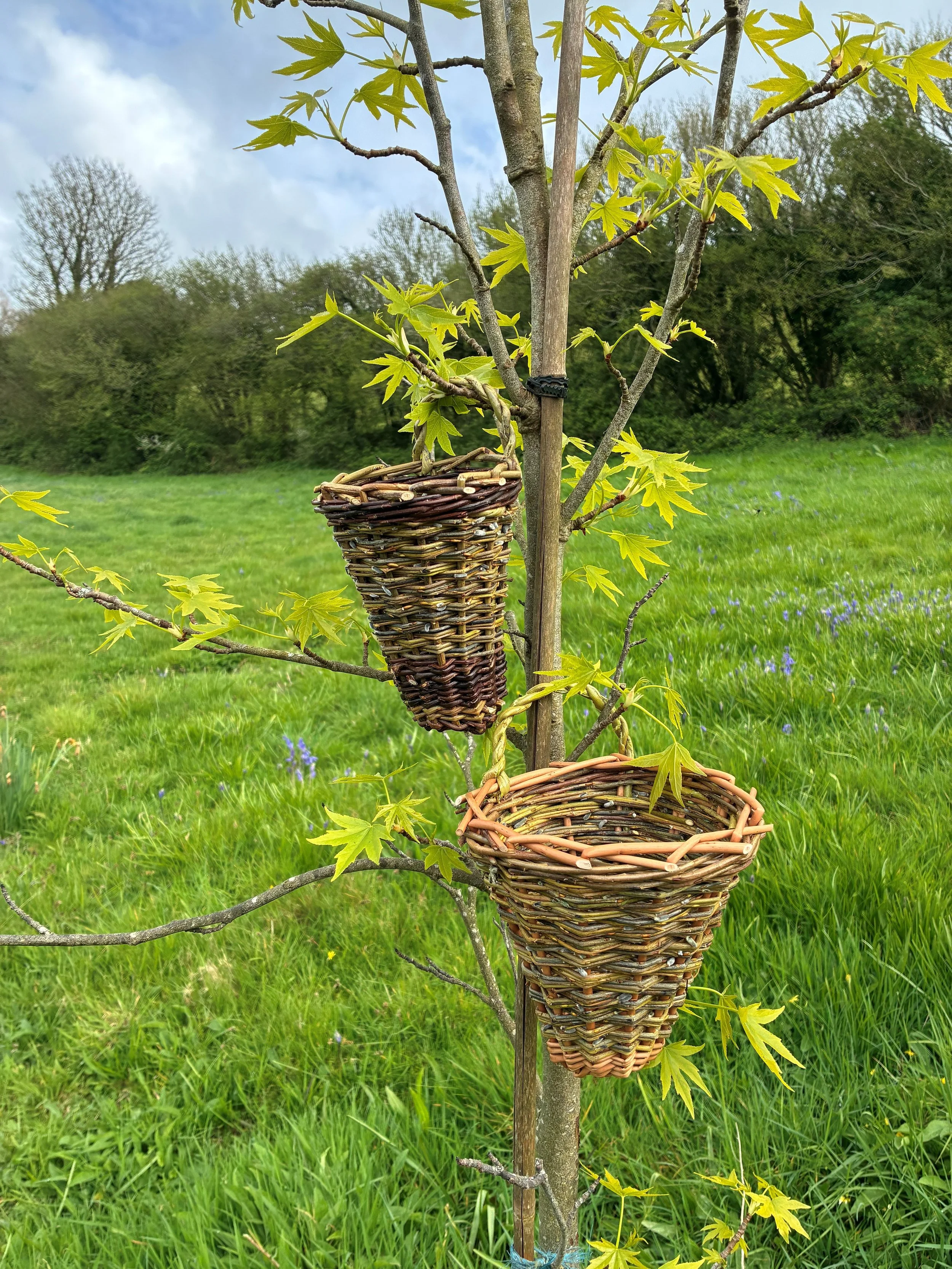 Weave a Willow Garlic Basket