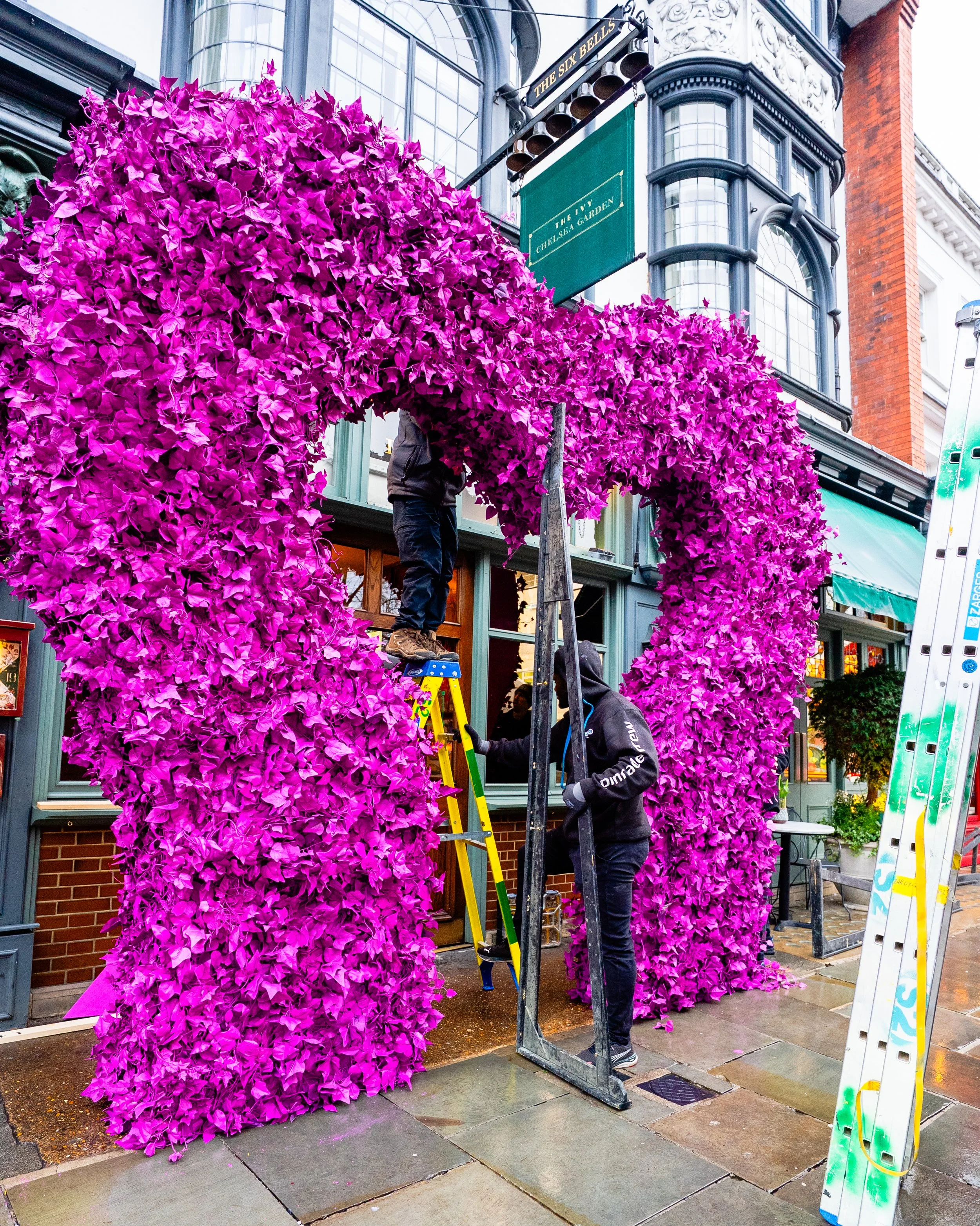 The Ivy 0.JPG