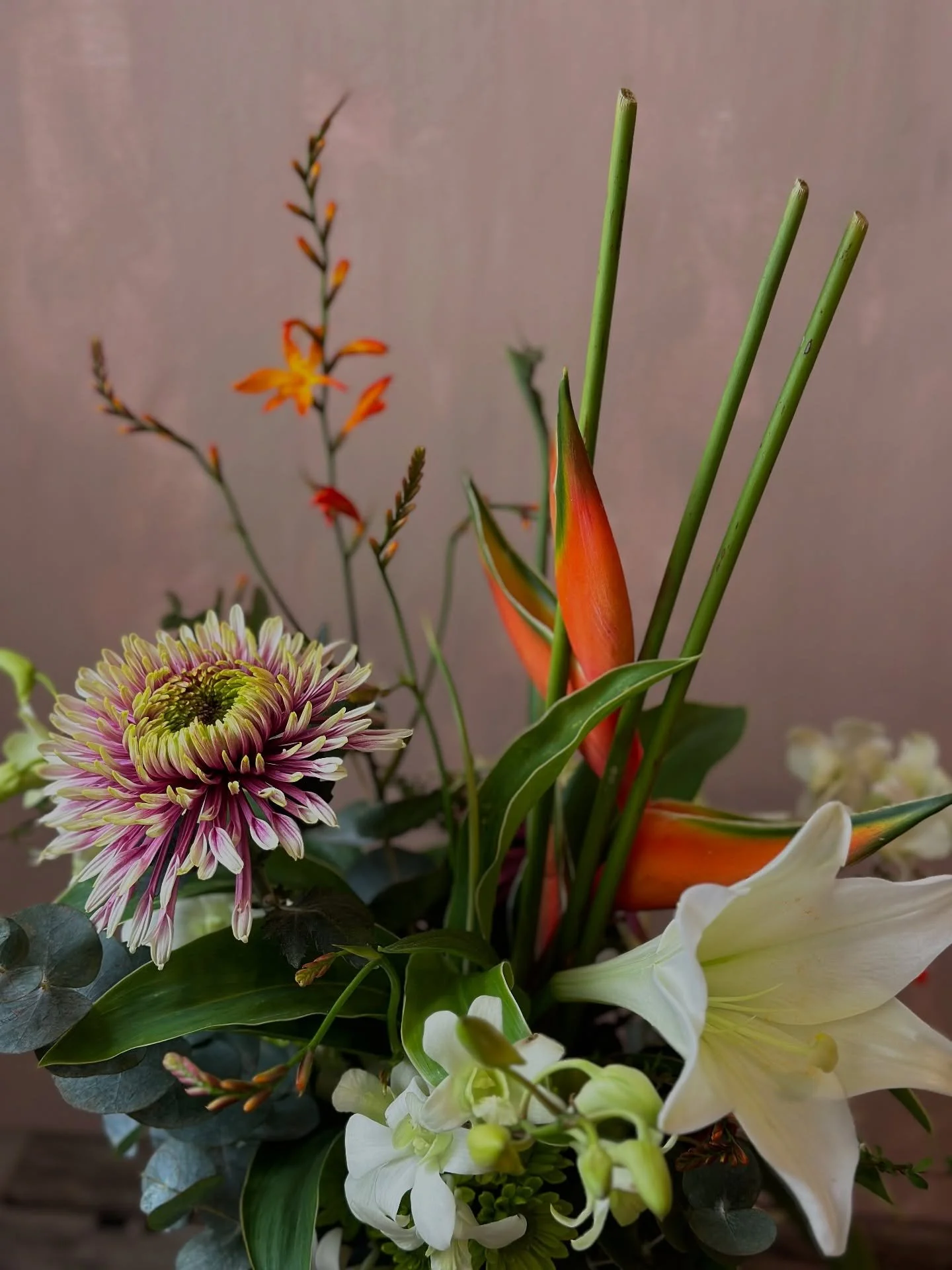 Chrysanthemum comes from the Greek words meaning gold flower because when they were first cultivated, they only grew in golden hues. 

These days they come in every colour you can imagine&hellip; aren&rsquo;t they just gorgeous!

#chrysanthemum #wild