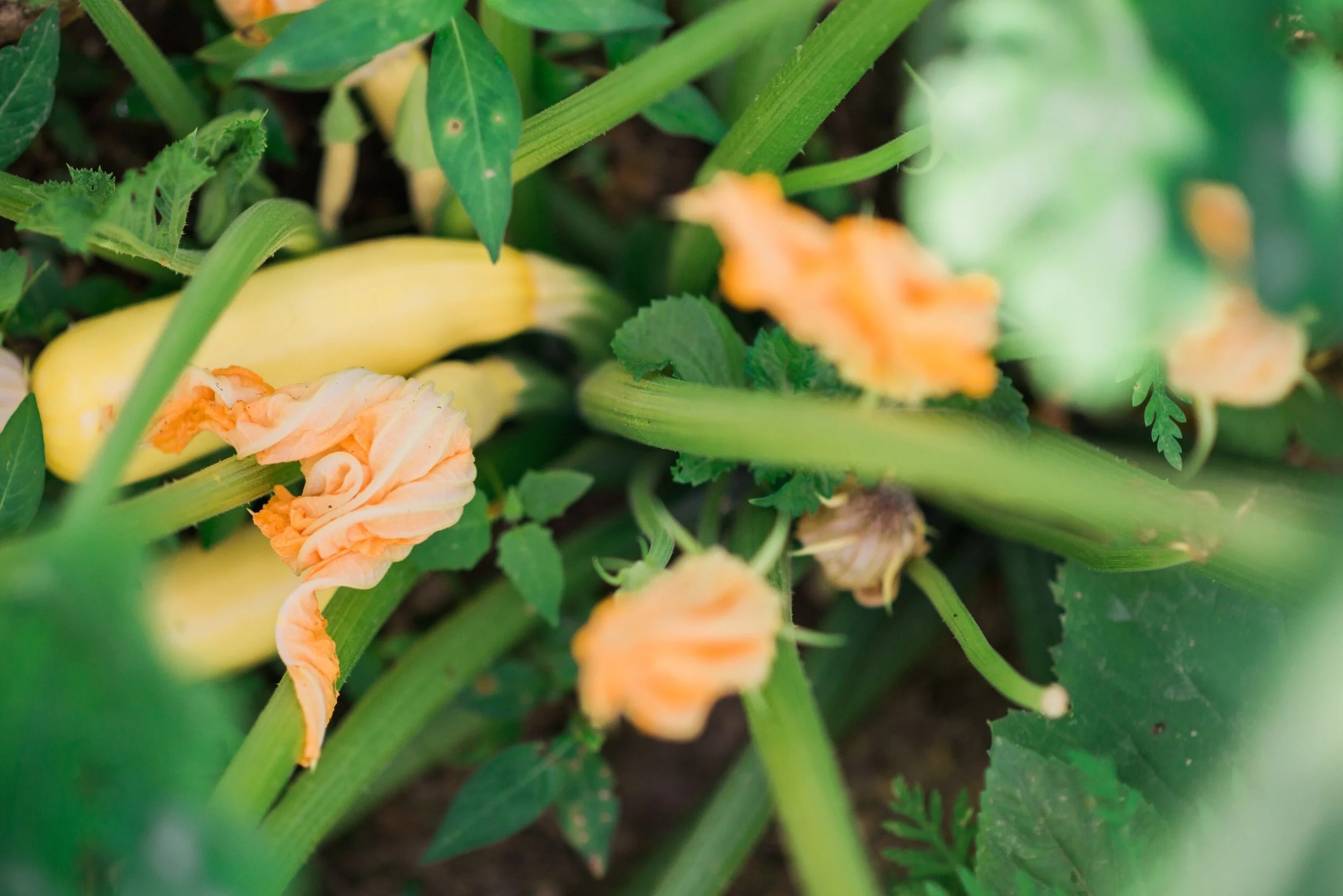 Rough Draft Farmstead