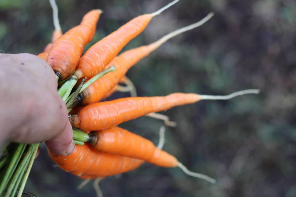 Rough Draft Farmstead