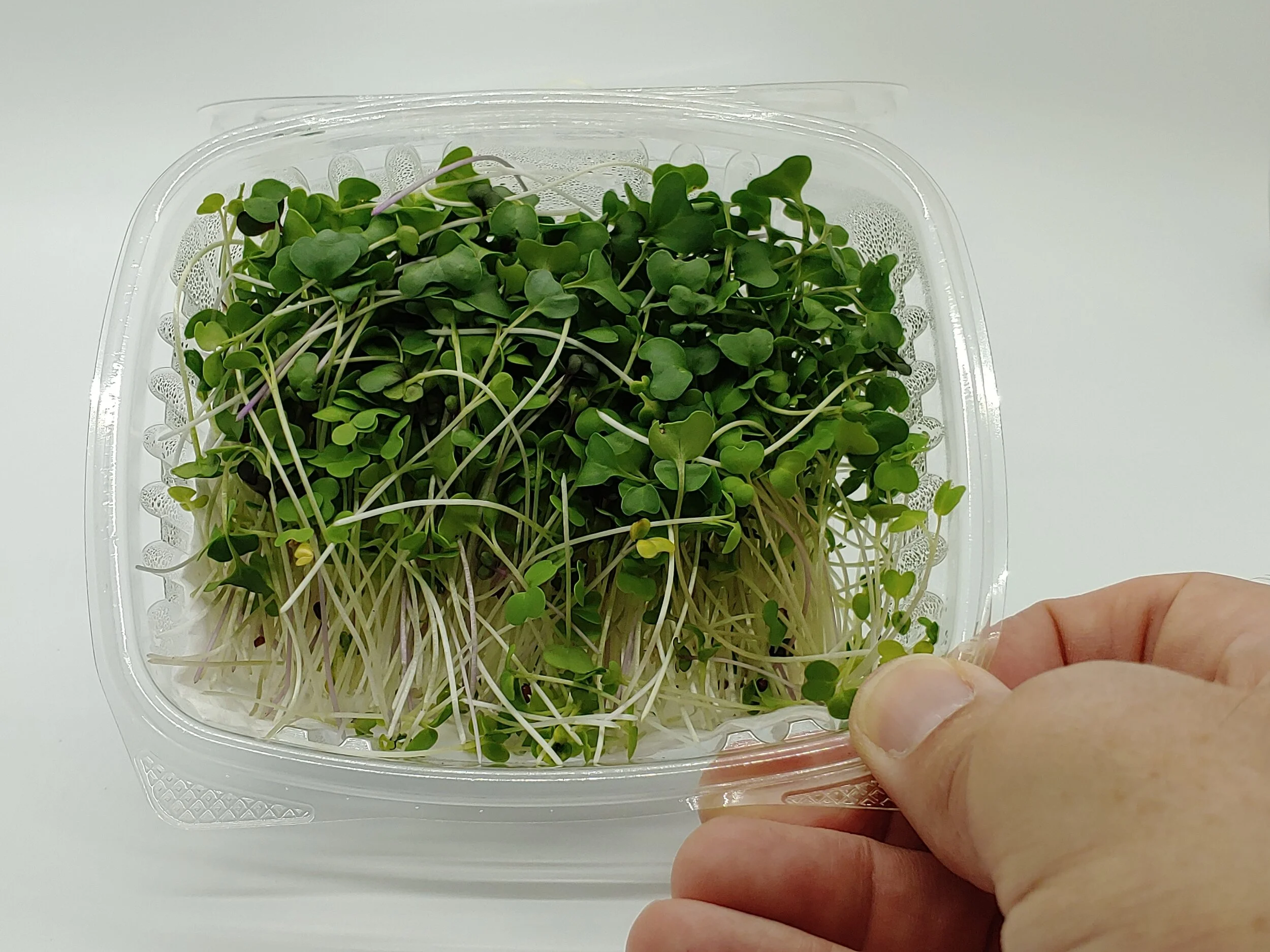 Spicy Salad Mix — Abundant Microgreens