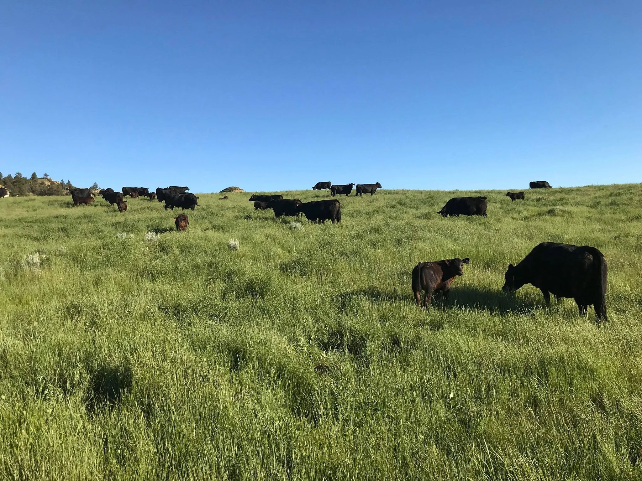 Montana Beef for Sale Powder River Premium