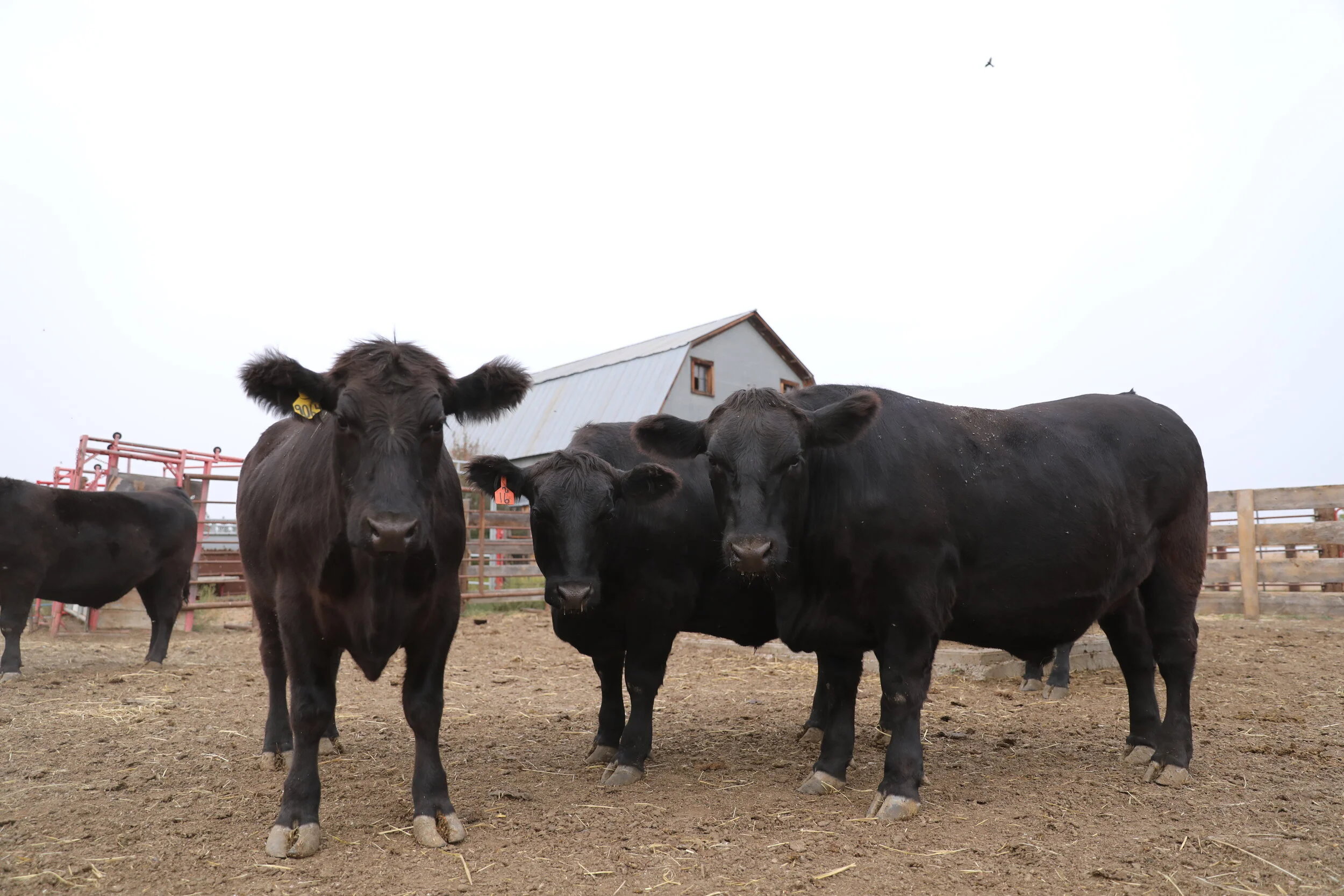 Montana Premium Beef from Powder River