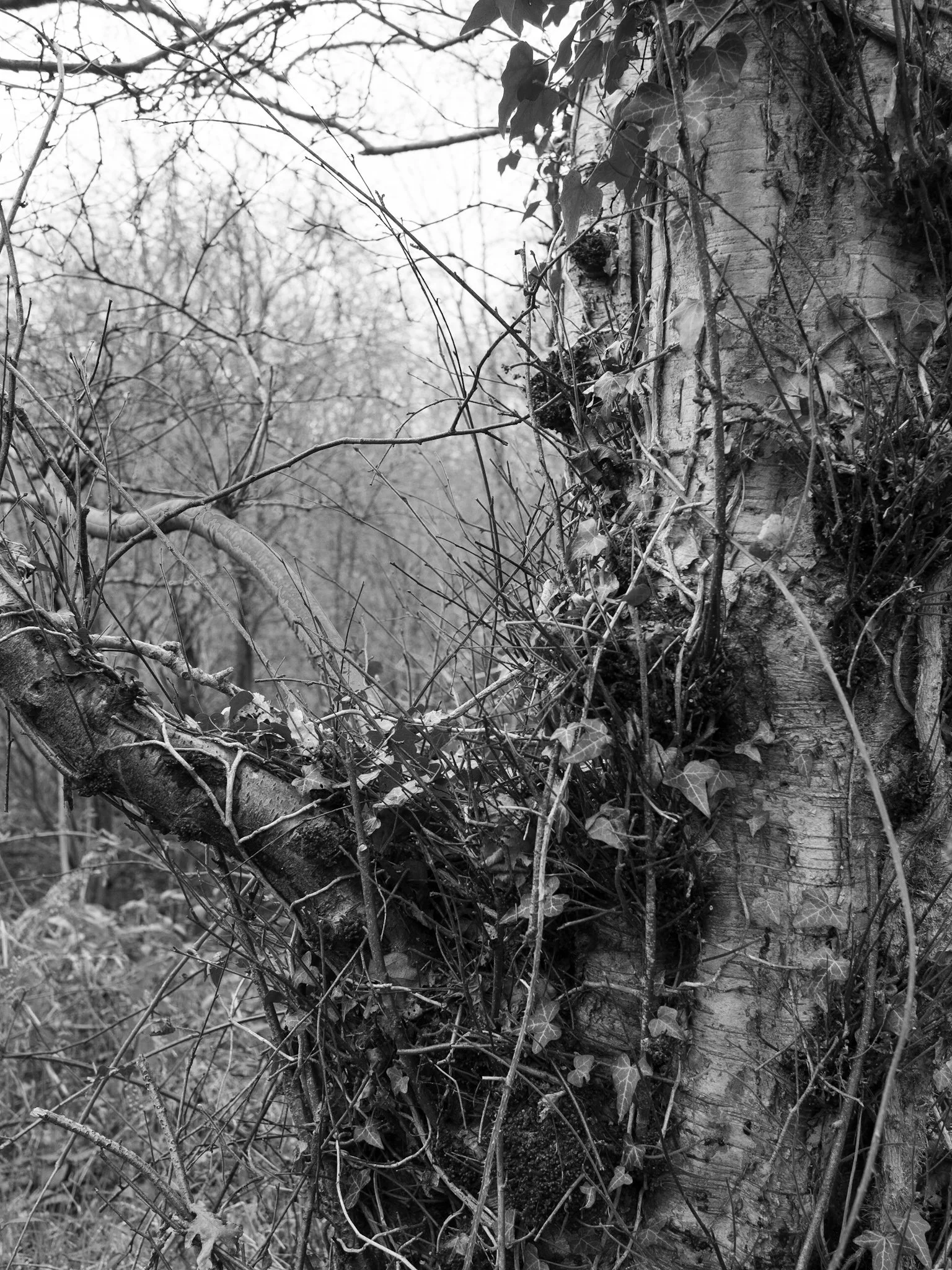 WgateTreeBarkSkin (111 of 190).jpg