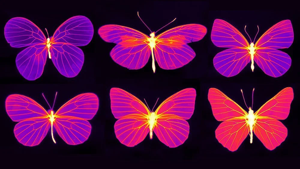 Thermal Imaging Lets Researchers See Beyond the Surface of Butterfly Wings