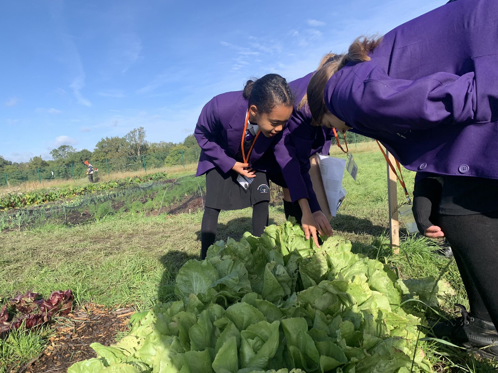 Kids + lettuce.jpeg