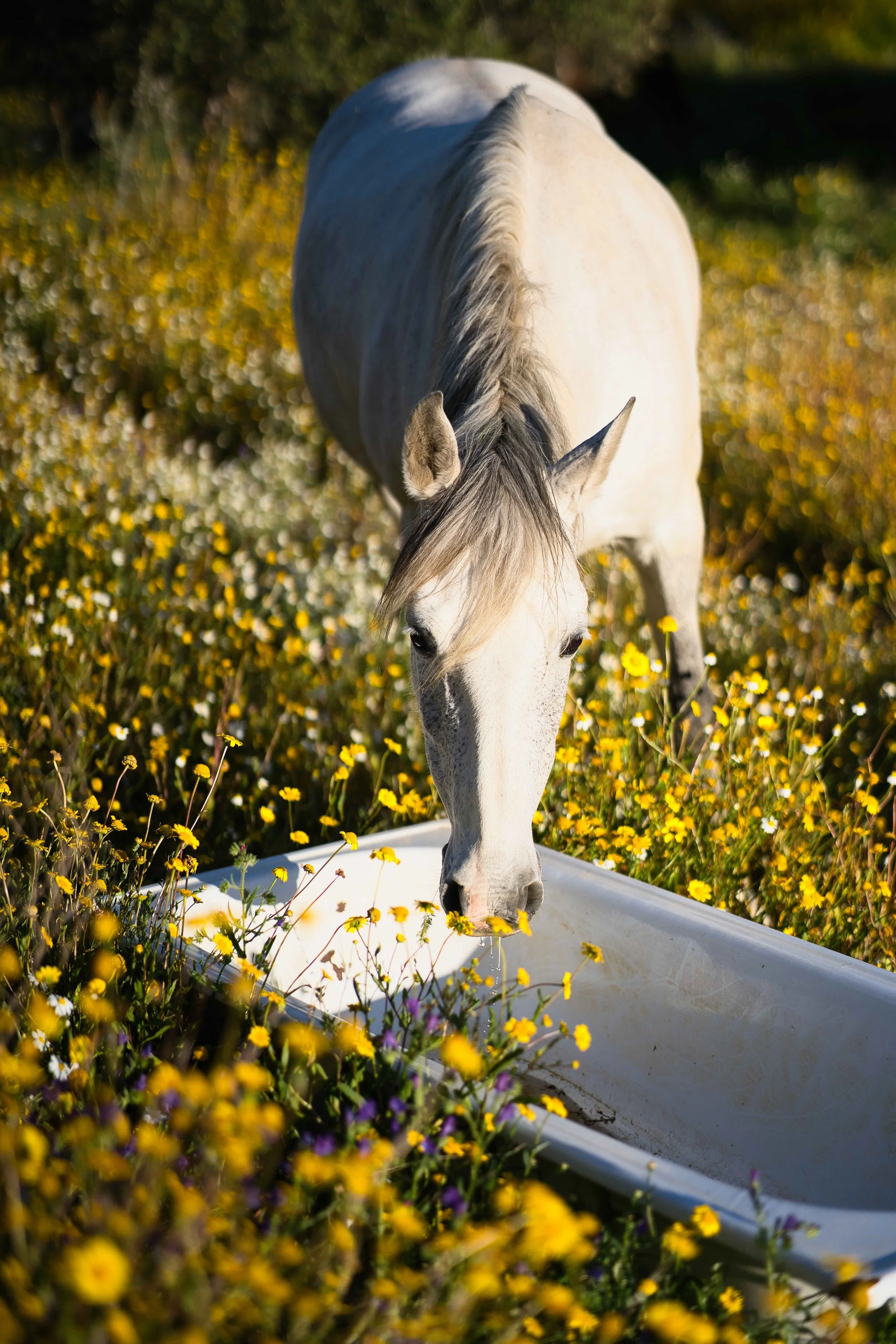 pferd_small.jpeg