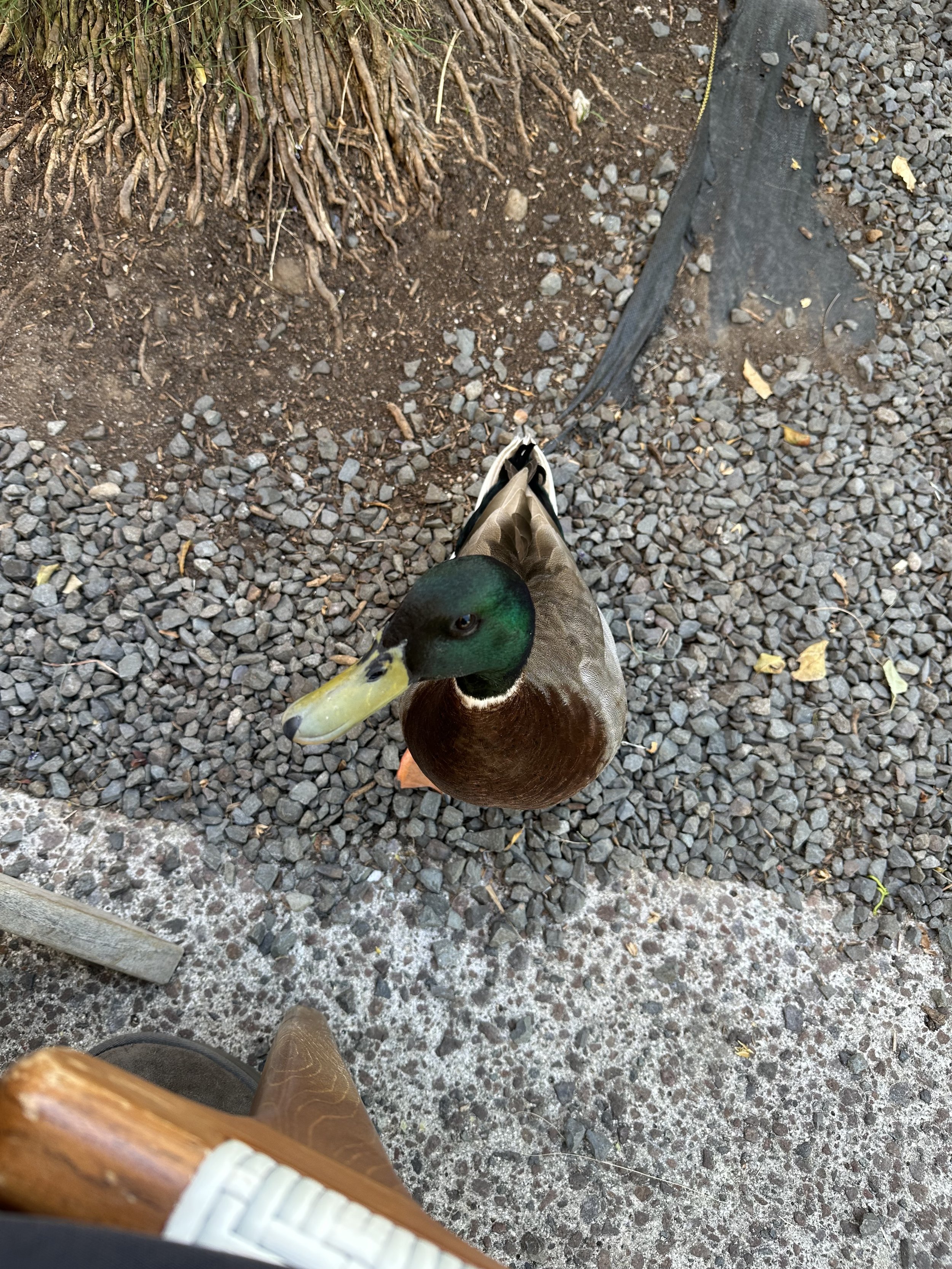 IMG_4866.jpeg