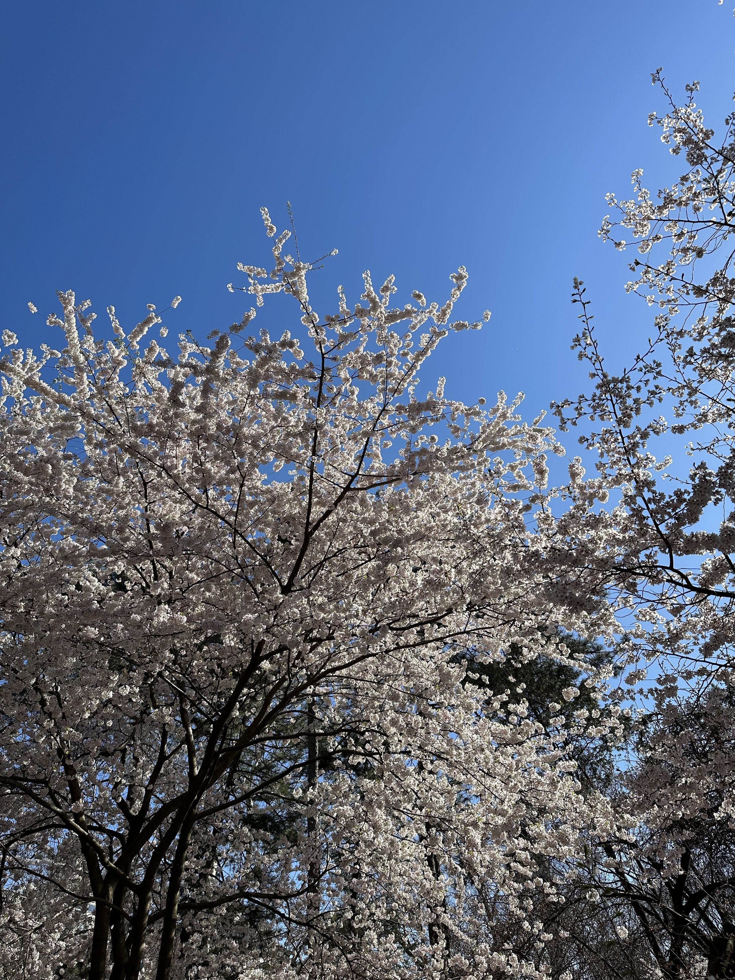 IMG_0531.jpeg