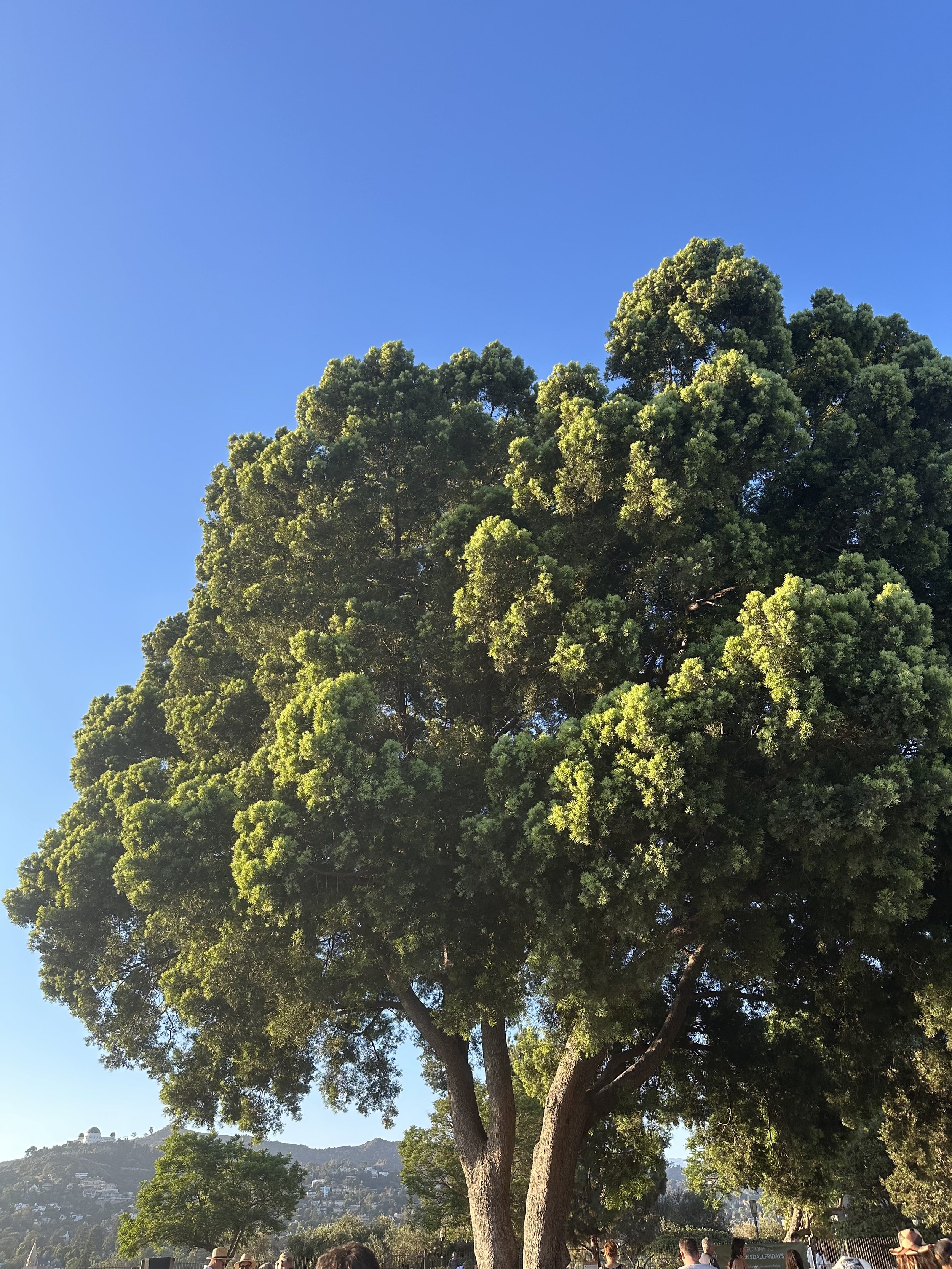 IMG_0017.jpeg